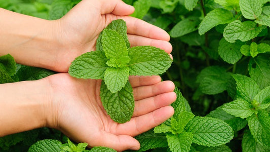 Get rid of skin problems using mint