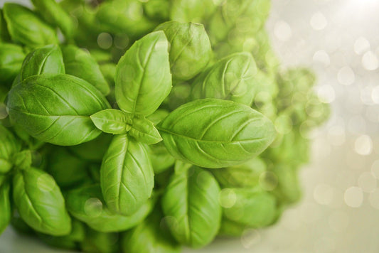 Basil: Uses, Benefits Of Basil For Health And Skin Care